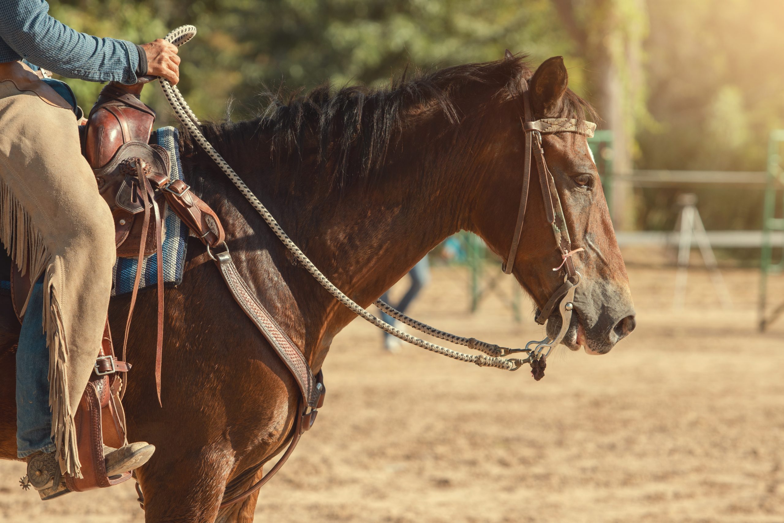 Horse riding of cowboy in the farm